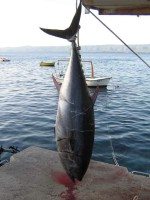 Все про рибалку в Хорватії