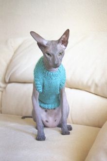 Haine tricotate pentru pisici