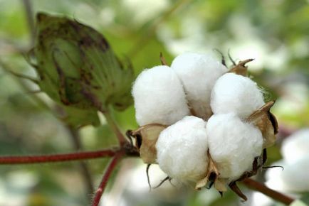 Cotton hasznos tulajdonságai méz és hogyan lehet megkülönböztetni a hamisítás ellen