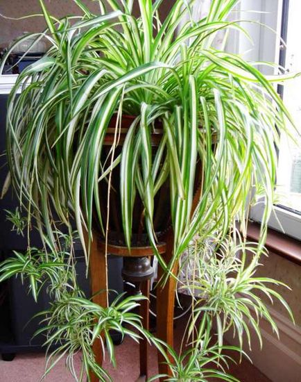 Chlorophytum ellátások otthon, fényképek fajok