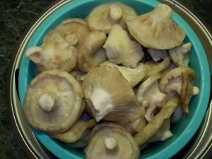 Холодна засолювання грибів на зиму - домашній рецепти як солити гриби холодним способом