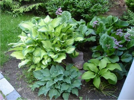 Házigazdák a kertben használni kerttervezés, kedvező növekedési feltételek - log - táj