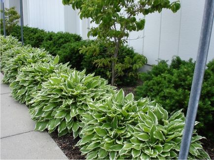 Gazdele din grădină folosesc în designul grădinii, condiții favorabile pentru creștere - log - peisaj