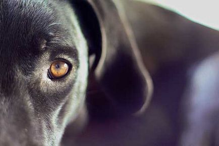 Хочете знати який зір у собак, все про породах собак