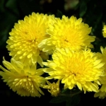 Хризантема - декоративноцветущие рослини - енциклопедія квітів