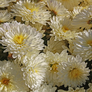 Crizanteme grădină perene fotografii de soiuri, reproducere, cum să crească crizantema perene în grădină