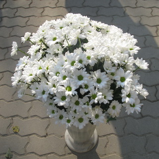 Chrysanthemum morifolium évelő fajták fotó, reprodukció, hogyan növekszik a hosszú távú krizantém a kertben