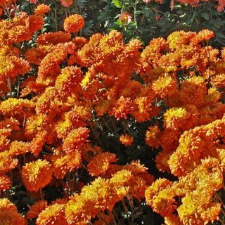 Хризантема садова багаторічна фото сортів, розмноження, як виростити багаторічну хризантему в саду