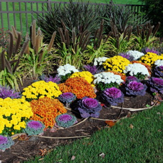 Chrysanthemum morifolium évelő fajták fotó, reprodukció, hogyan növekszik a hosszú távú krizantém a kertben