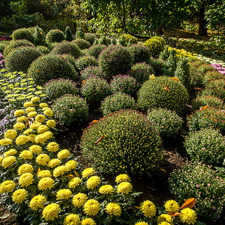 Chrysanthemum morifolium évelő fajták fotó, reprodukció, hogyan növekszik a hosszú távú krizantém a kertben