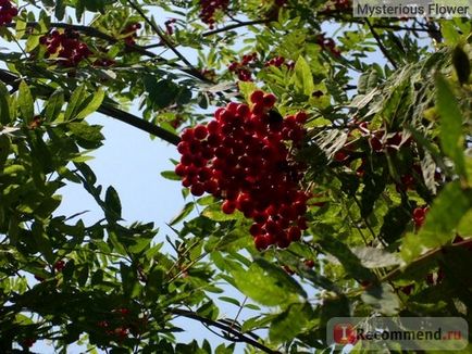 Fructul de cenușă de munte este roșu - 