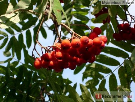 Fructul de cenușă de munte este roșu - 