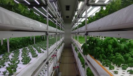 Tehnologia japoneză a plantelor de plante verzi va fi introdusă în Yakutia