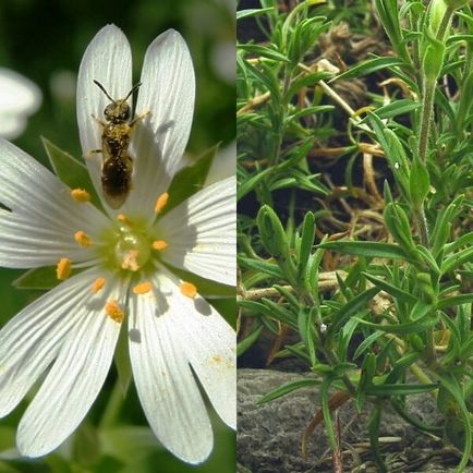 Ясколка польова на фото сорти, вирощування, посадка і догляд