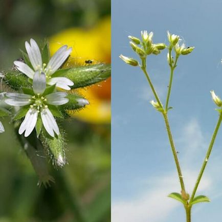 Ясколка польова на фото сорти, вирощування, посадка і догляд