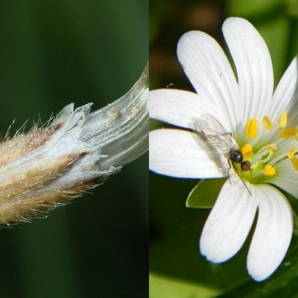 Un borcan de câmp pe o fotografie de cultivar, cultivare, plantare și îngrijire