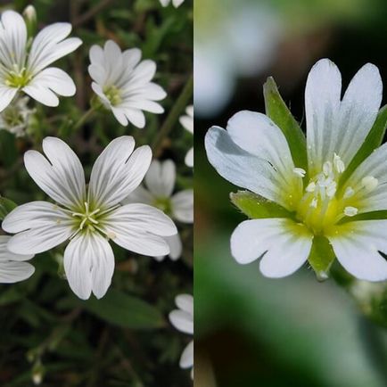 Ясколка польова на фото сорти, вирощування, посадка і догляд