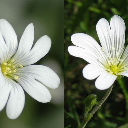 Ясколка польова на фото сорти, вирощування, посадка і догляд