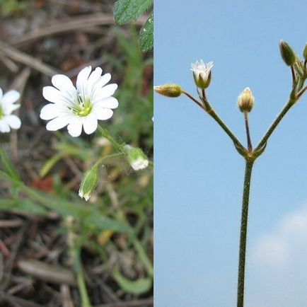 Ясколка польова на фото сорти, вирощування, посадка і догляд