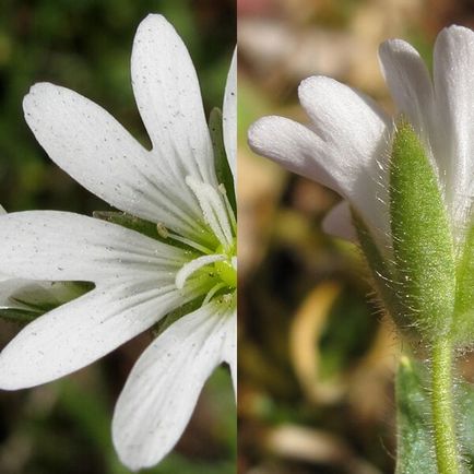 Ясколка польова на фото сорти, вирощування, посадка і догляд