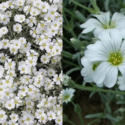 Ясколка польова на фото сорти, вирощування, посадка і догляд