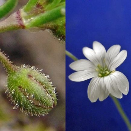 Un borcan de câmp pe o fotografie de cultivar, cultivare, plantare și îngrijire