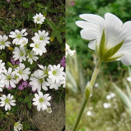 Ясколка польова на фото сорти, вирощування, посадка і догляд