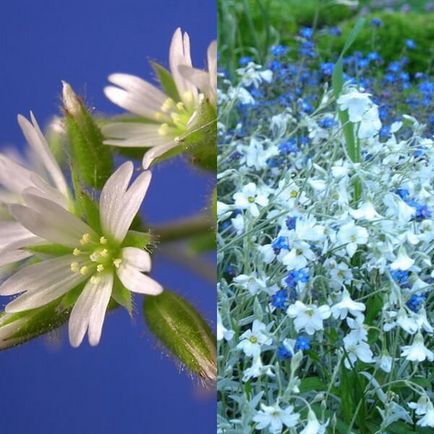 Ясколка польова на фото сорти, вирощування, посадка і догляд