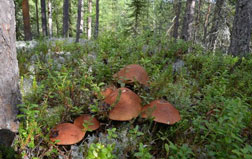 Rezervația naturală Kivach din Karelia