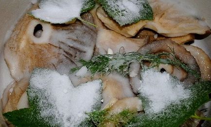 Alegerea ciupercilor într-un mod rece este o rețetă, ca și cum ați cules ciupercile într-un mod fierbinte