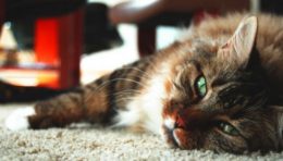 Sănătate și boli, tratamentul pisicilor domestice