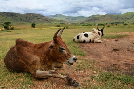 Zebu - púpos bikát Afrika áttekintést, a képeket