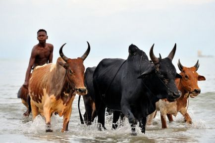 Zebu - taur cochet din Africa descriere, fotografie