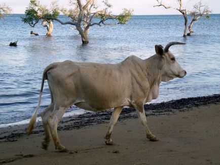 Zebu - taur cochet din Africa descriere, fotografie