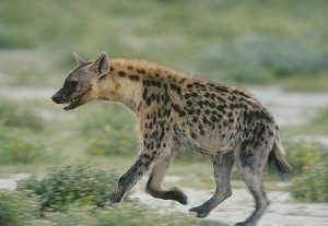 Beast a gevaudan (zhevodansky) vadállat gevaudan