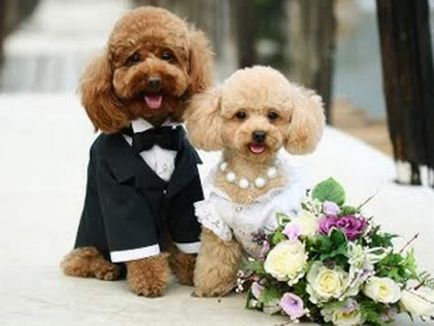 Állatok az esküvőn