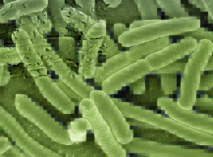 10 Дивних фактів про мікроби, про які треба розповісти дітям