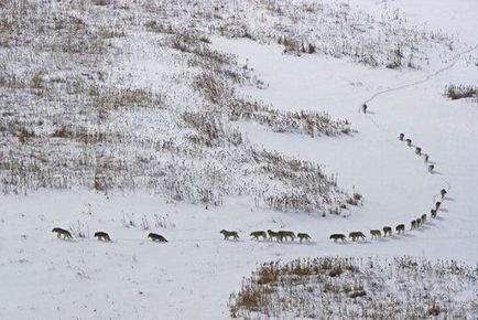 15 incidente incredibile cu animale