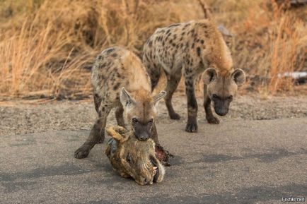 15 incidente incredibile cu animale