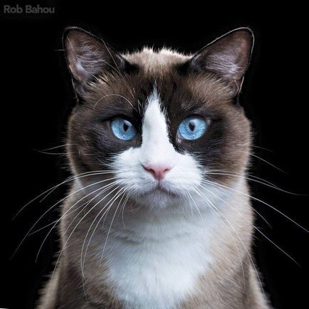 17 rase uimitoare de pisici, dintre care puțini au auzit