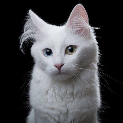17 rase uimitoare de pisici, dintre care puțini au auzit