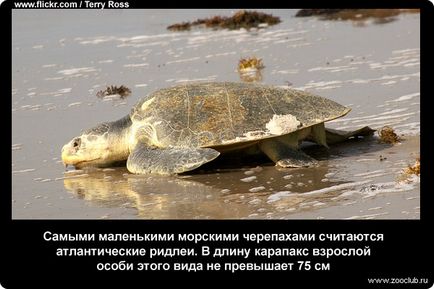 19 Fapte despre țestoasele de mare fotografie, fapte curioase despre țestoasele de mare în imagini, fapte foto despre