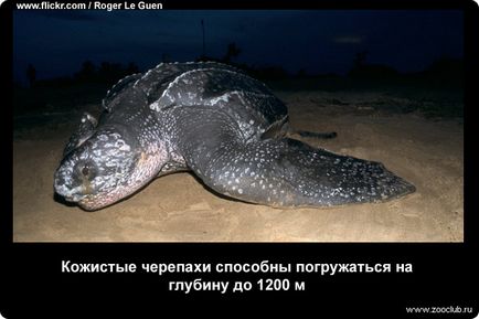 19 tény a tengeri teknősök fotók, érdekes tényeket tengeri teknősök képek, fényképek a tények