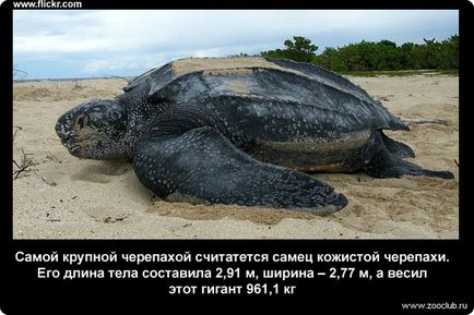 19 Fapte despre țestoasele de mare fotografie, fapte curioase despre țestoasele de mare în imagini, fapte foto despre