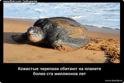 19 Фактів про морських черепах фото, цікаві факти про морських черепах в картинках, фото факти про