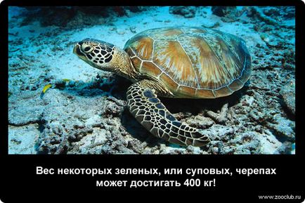 19 Фактів про морських черепах фото, цікаві факти про морських черепах в картинках, фото факти про