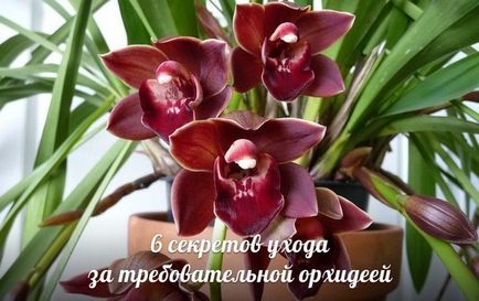 6 Secretele îngrijirii orhideelor