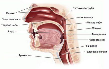 Adenoidele la simptomele adulților și tratamentul fără intervenție chirurgicală, ultrasunete, inflamație, eliminare