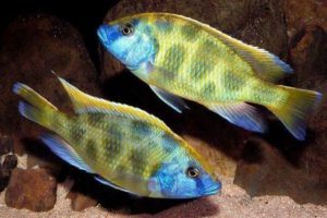 Pește de acvariu labiodochromis galben (galben) conținut și îngrijire, compatibilitate