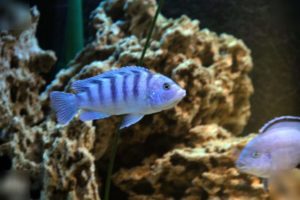 Pește de acvariu labiodochromis galben (galben) conținut și îngrijire, compatibilitate